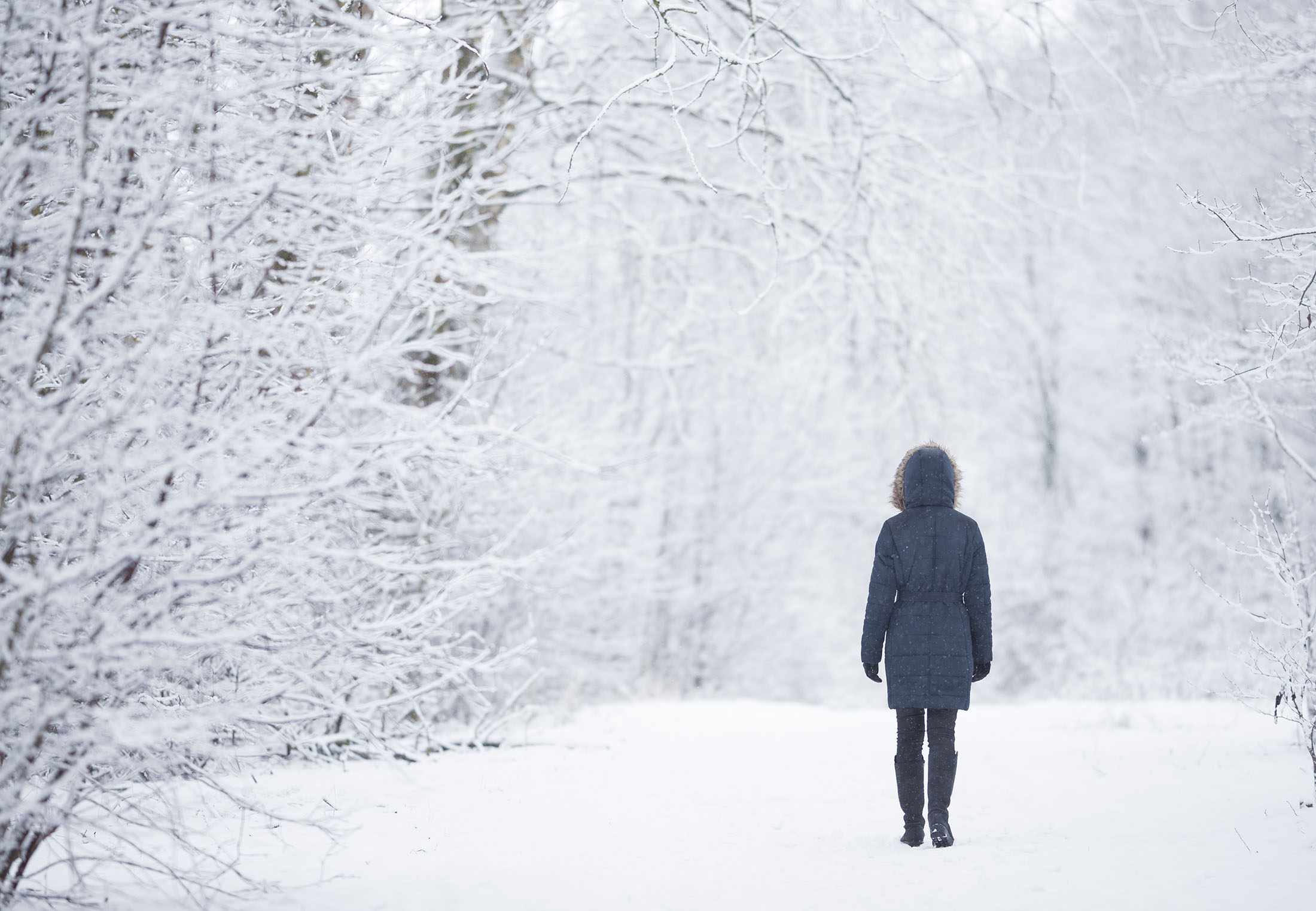 Därför blir världen tystare när det snöar | illvet.se