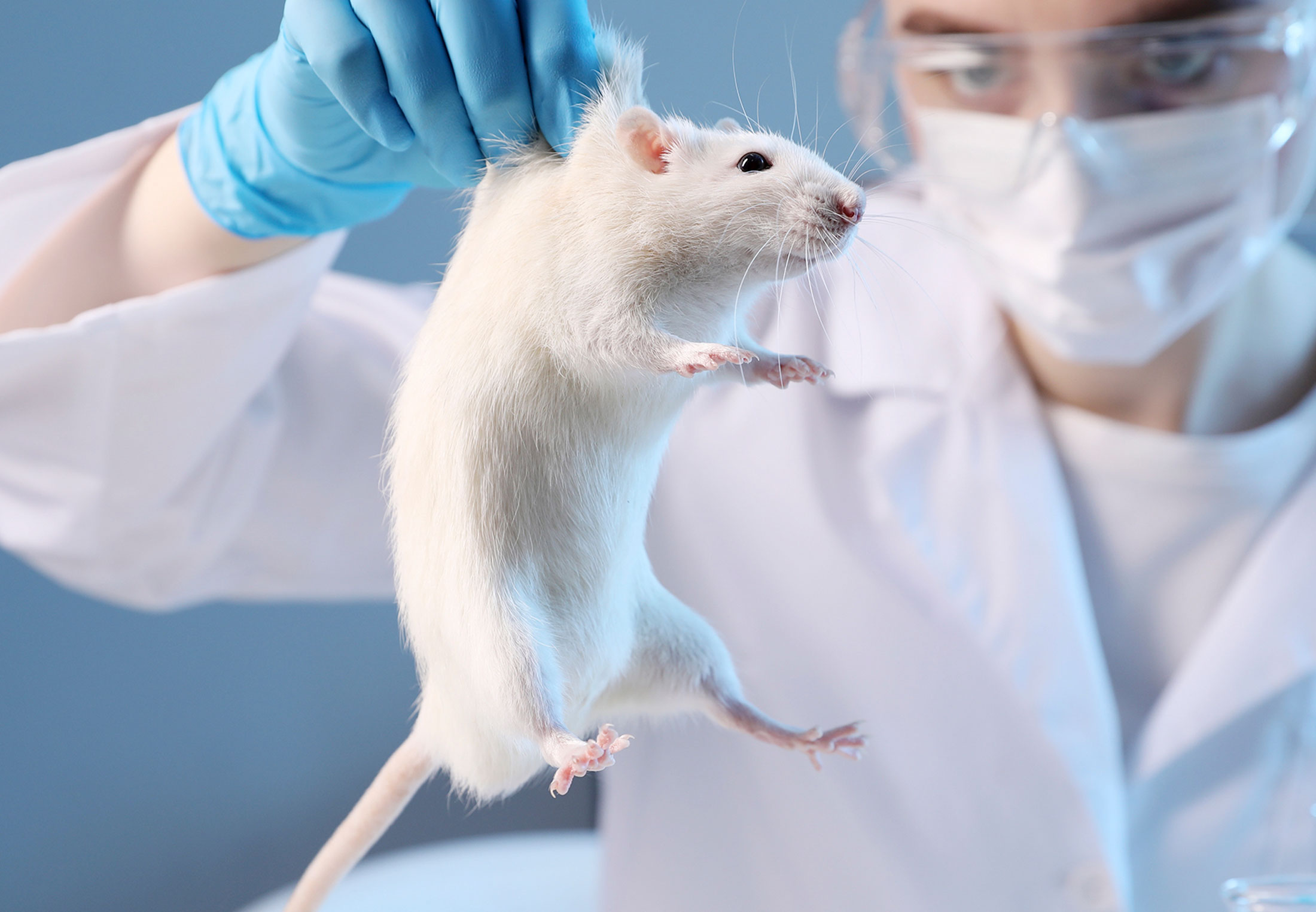 Lab animals are used for different purposes. Every year, millions are ...