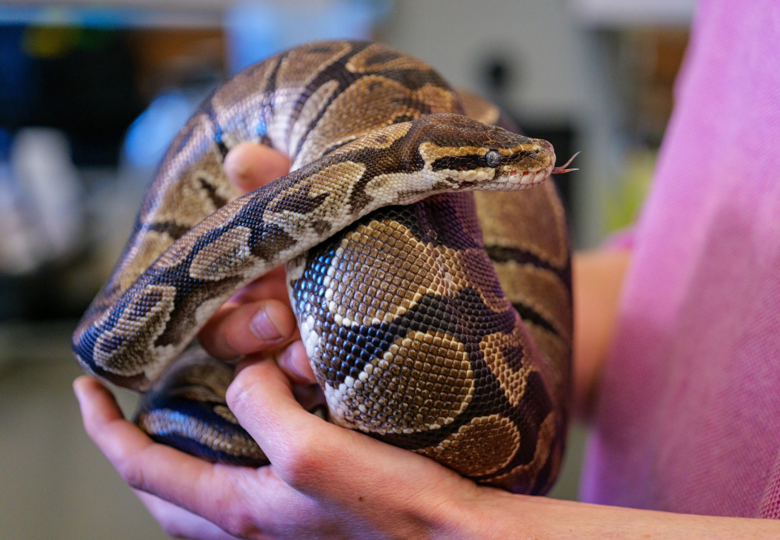 Inside a python, researchers have found something that could have major ...