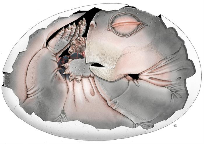 Major discovery in 250-million-year-old fossil: our ancestors’ early ...