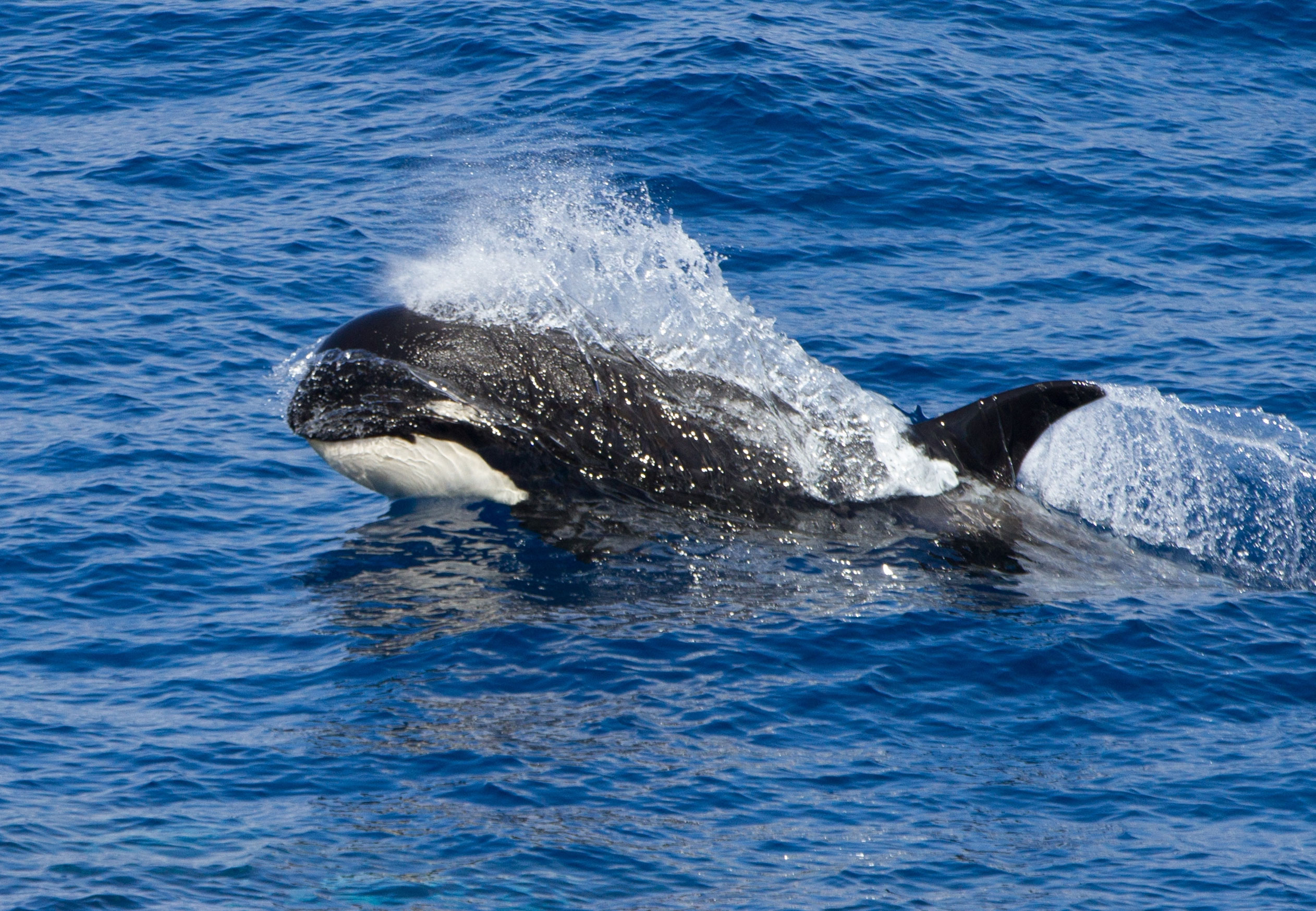 Researchers discover unprecedented behaviour in one of the most ...