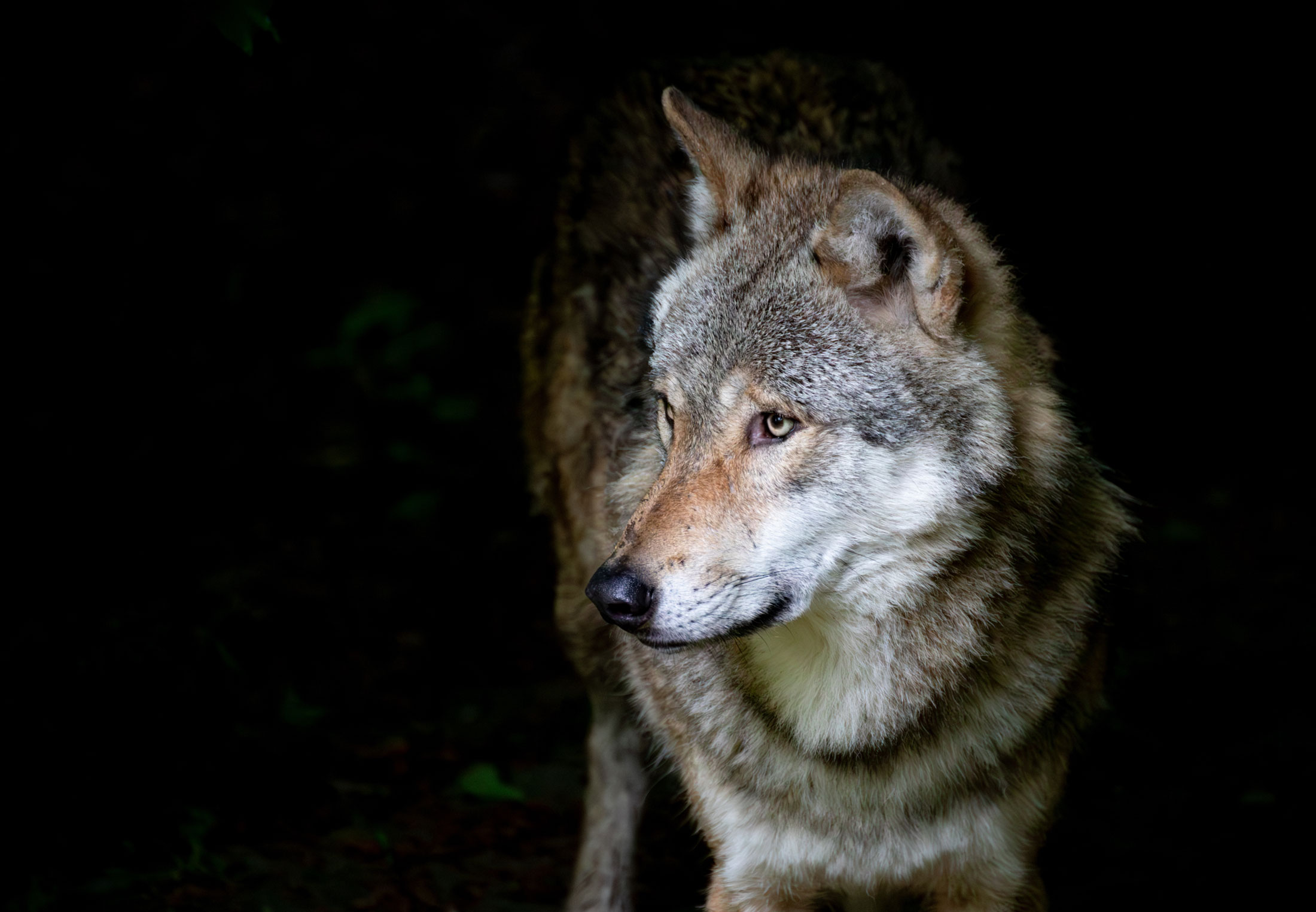 Wolf in darkness