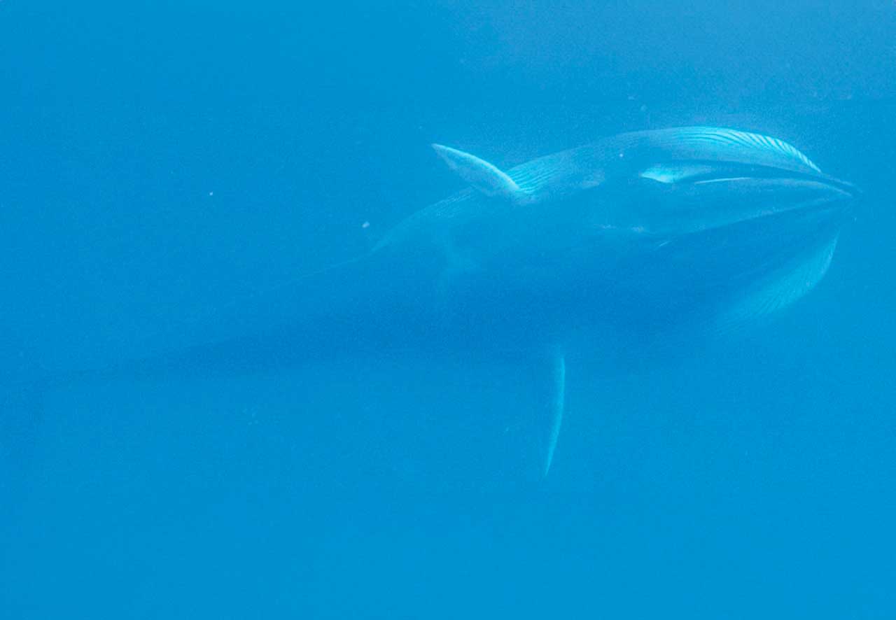 After 18 years of search: mysterious creature spotted in the depths of ...