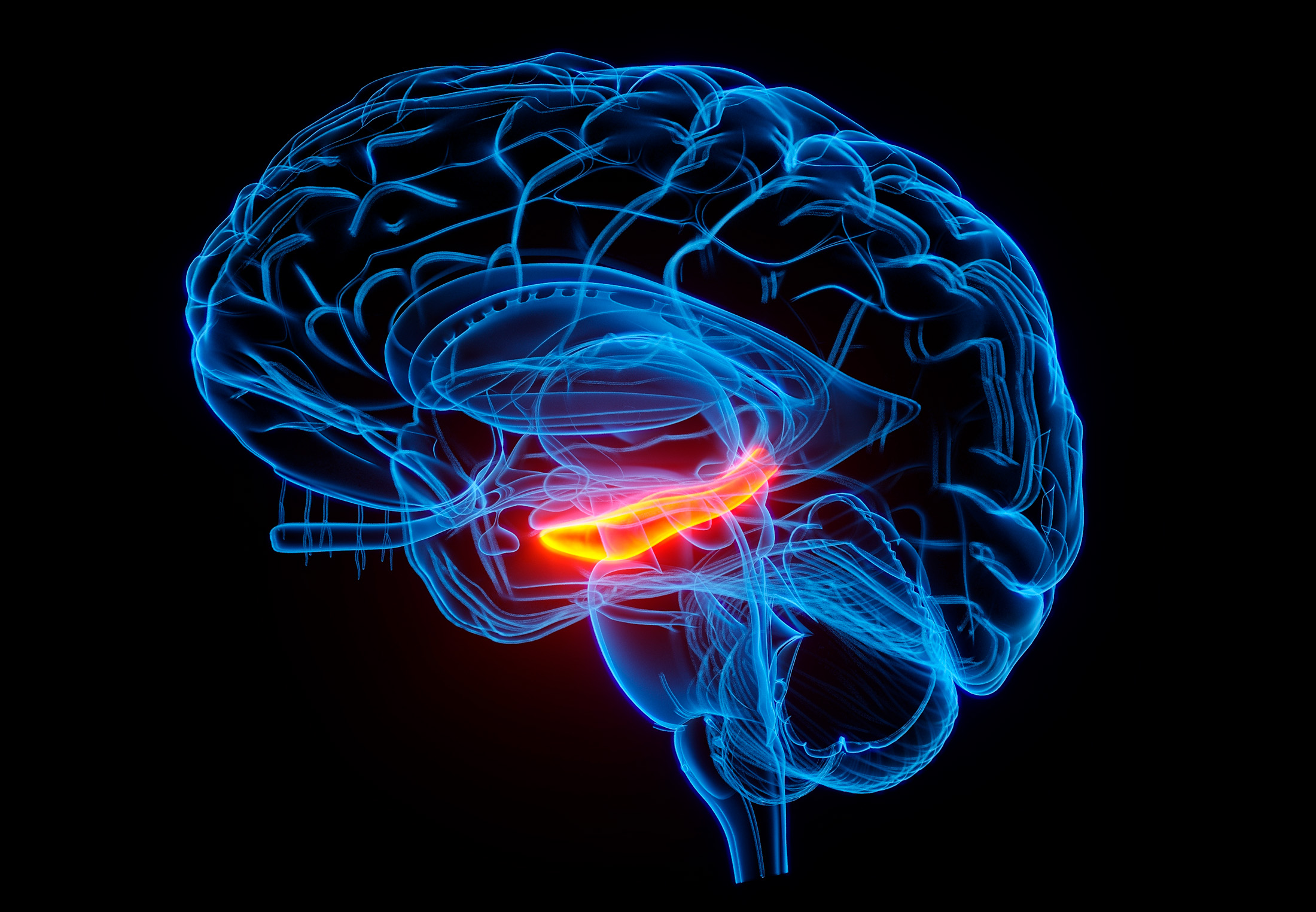 hippocampus-s-h-r-funkar-hj-rnans-minnescentrum-illvet-se