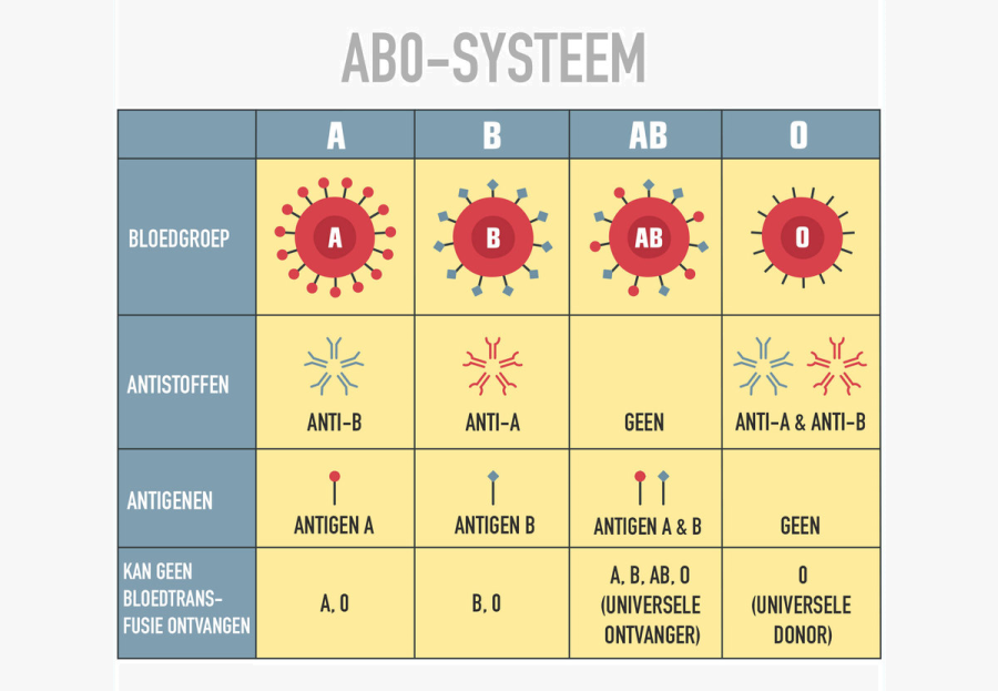 Bloedgroepen – Eigenschappen En Verschillen | Wibnet.nl