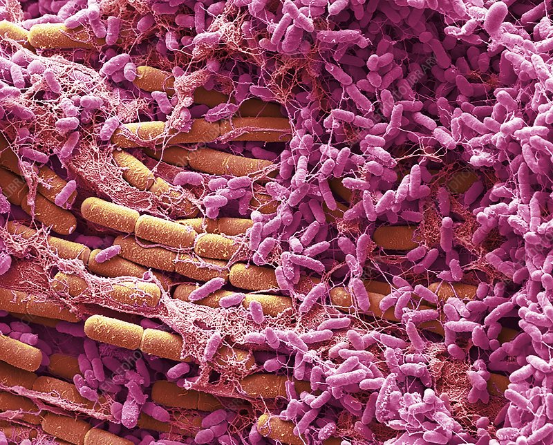 Flies love warmth - meet Earth's new climate hero | scienceillustrated.com
