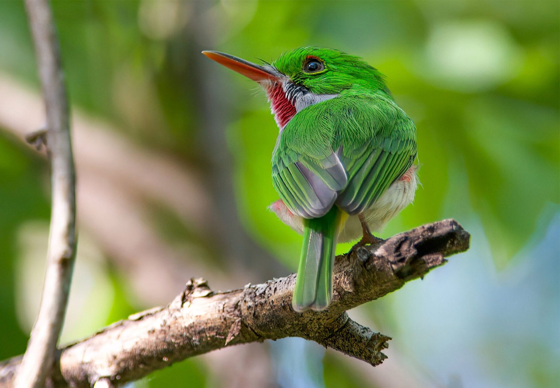 When the dinosaurs went extinct, the early evolution of birds ...