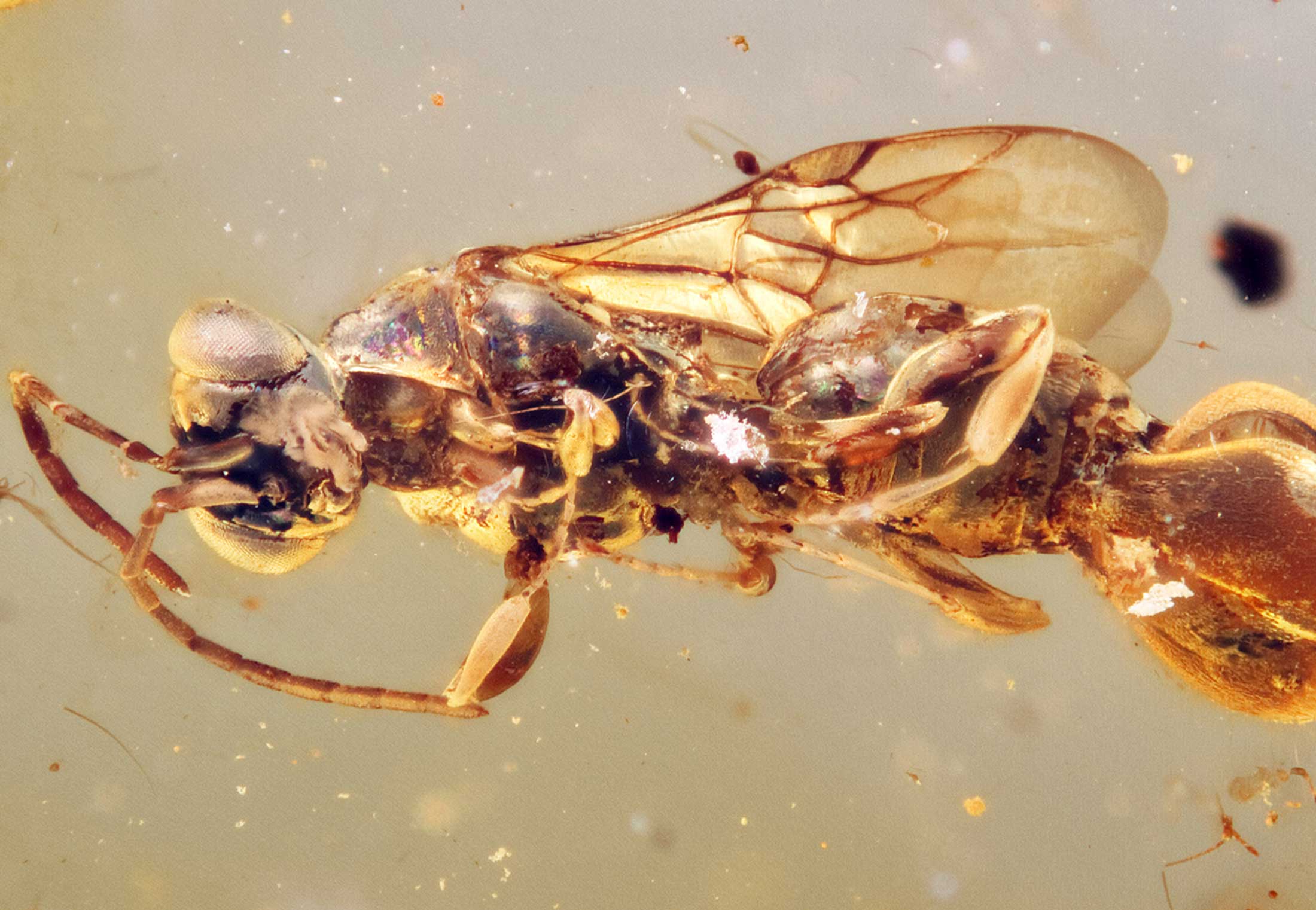 New insect species found in 99-million-year-old amber - had a ...