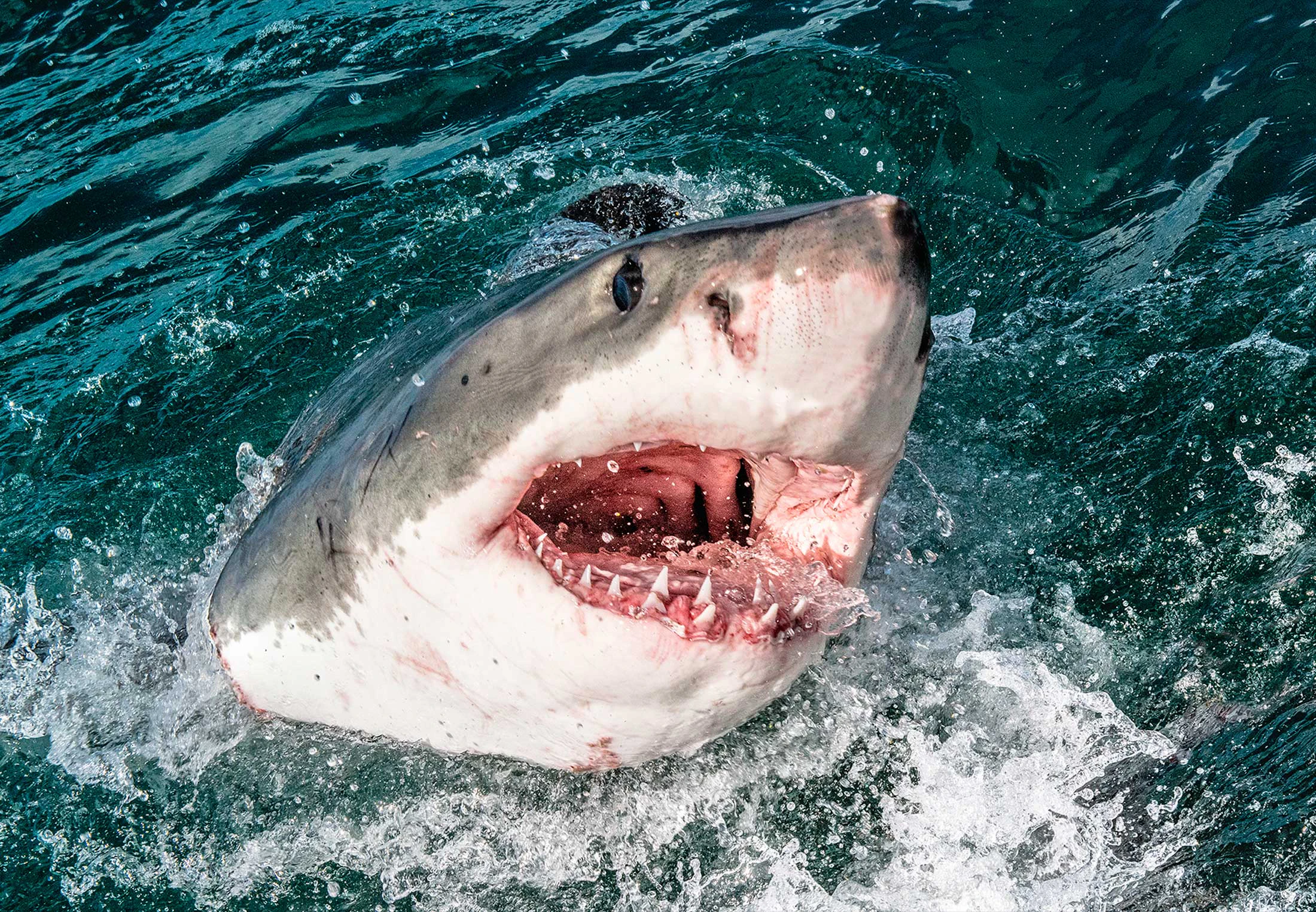 Toen de witte haai uit een kustgebied in Zuid-Afrika verdween, raakte