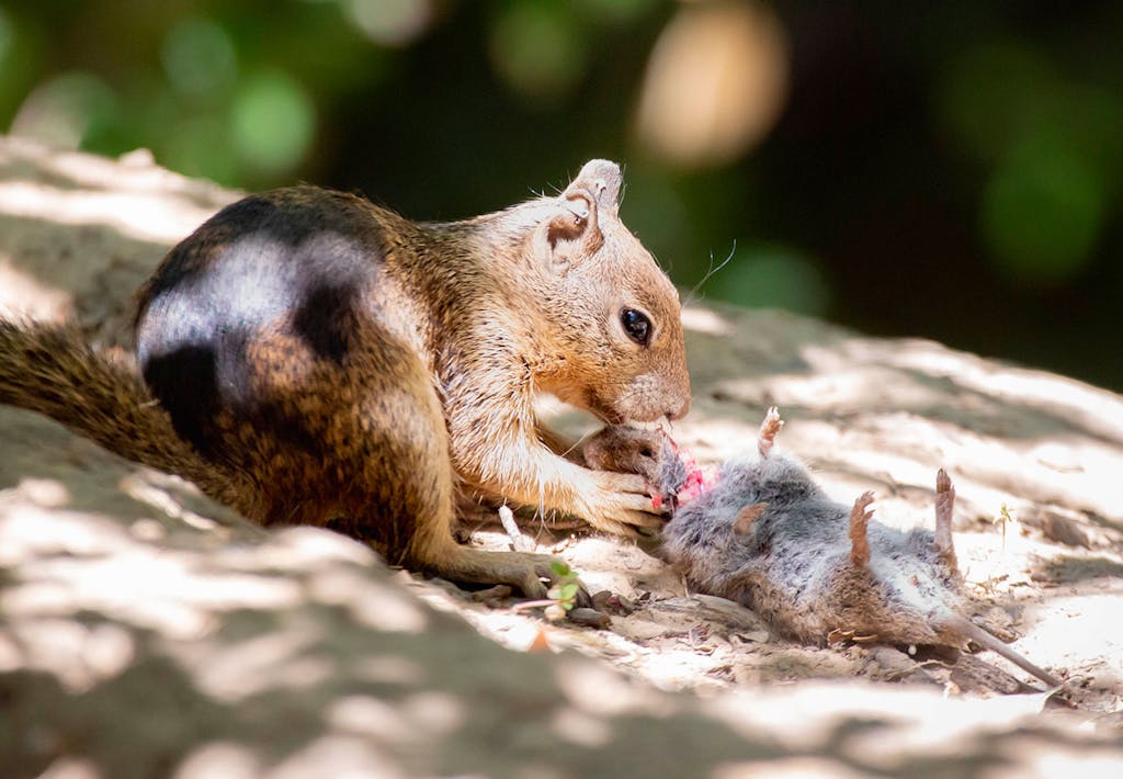 New behaviour: ground squirrels are carnivorous | scienceillustrated.com