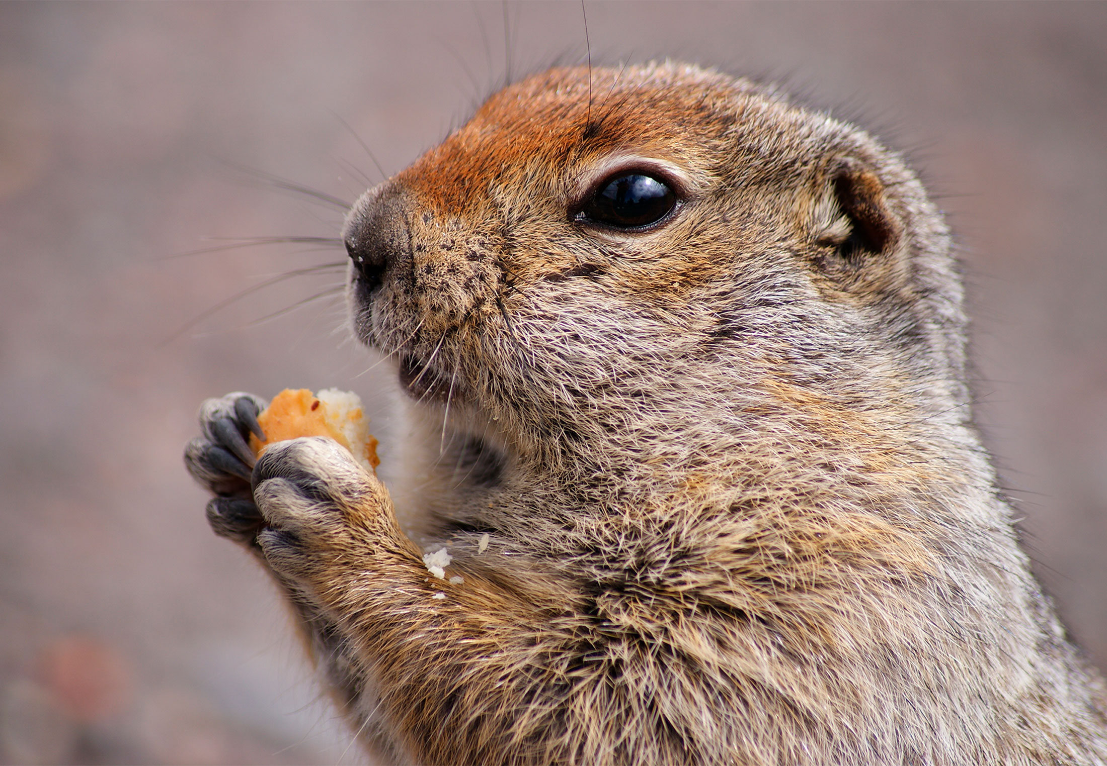 Rodents exhibit brand new behaviour: 