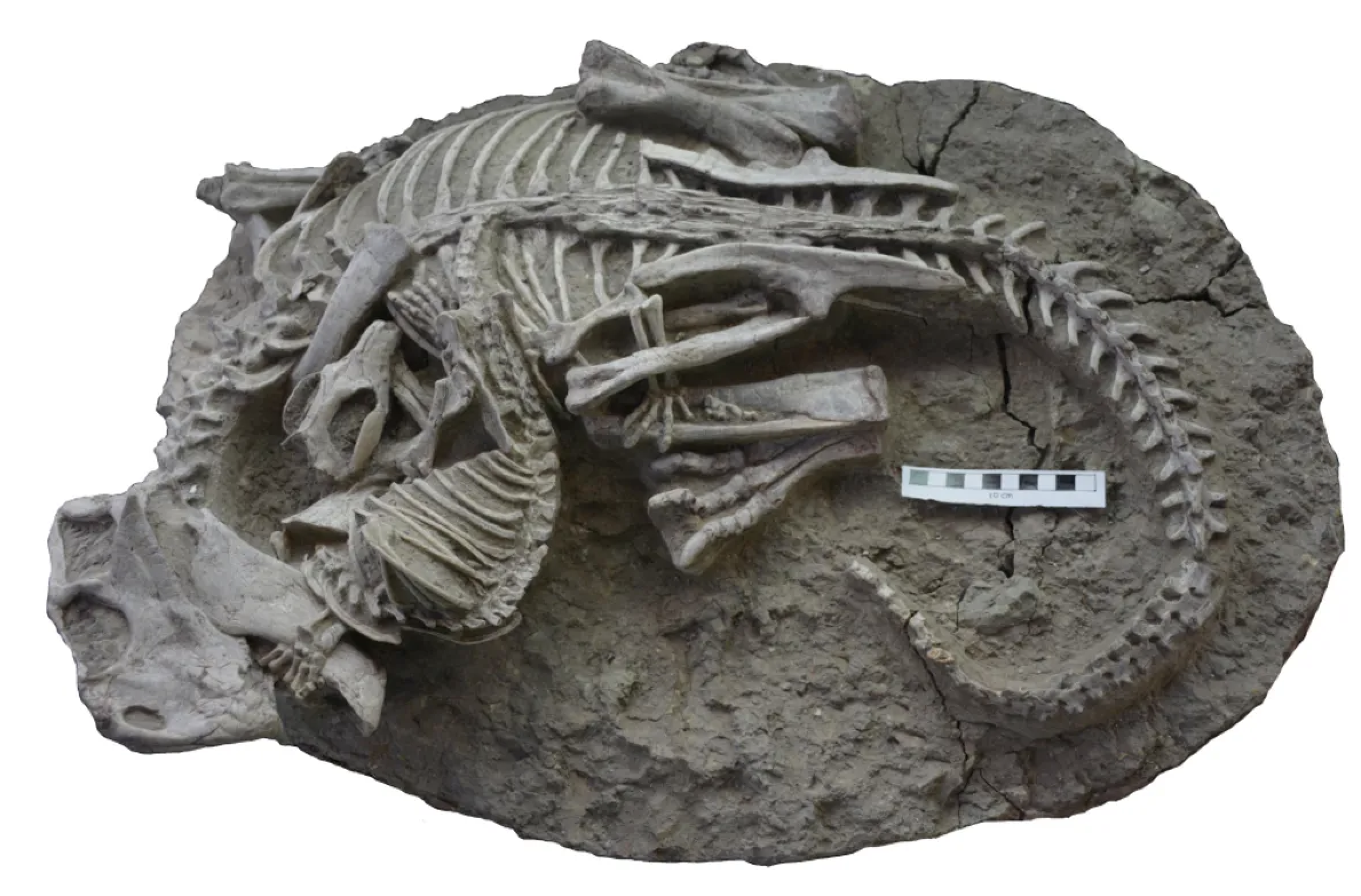 Verrassende ontdekking: Rollen in dinosaurustijd zijn omgedraaid ...