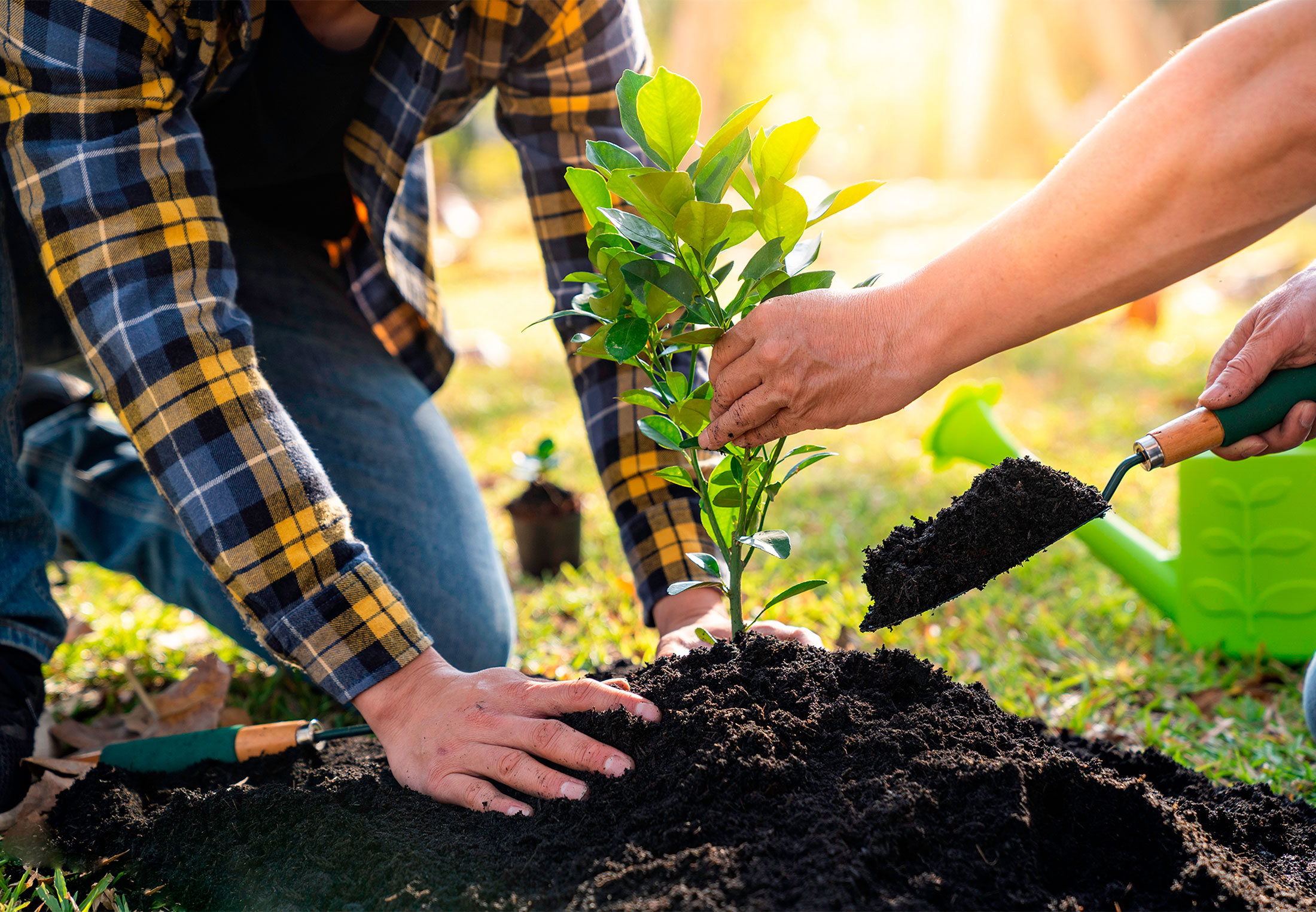 co2-ny-viden-om-planters-optagelse-illvid-dk