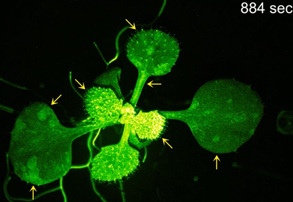 Växtreaktion Växtreaktion