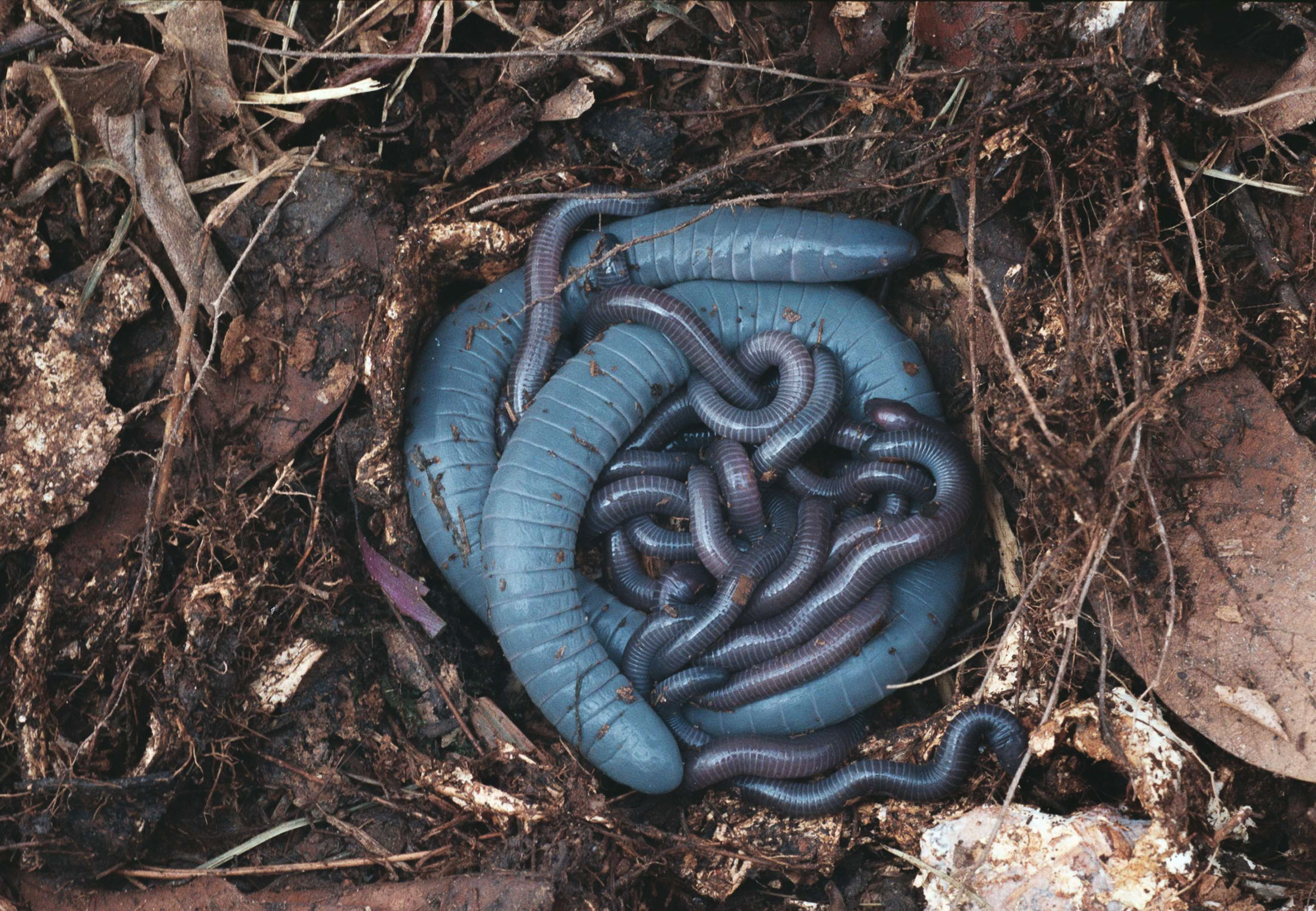 Watch the video: amphibian produces milk from its bum and lets its ...