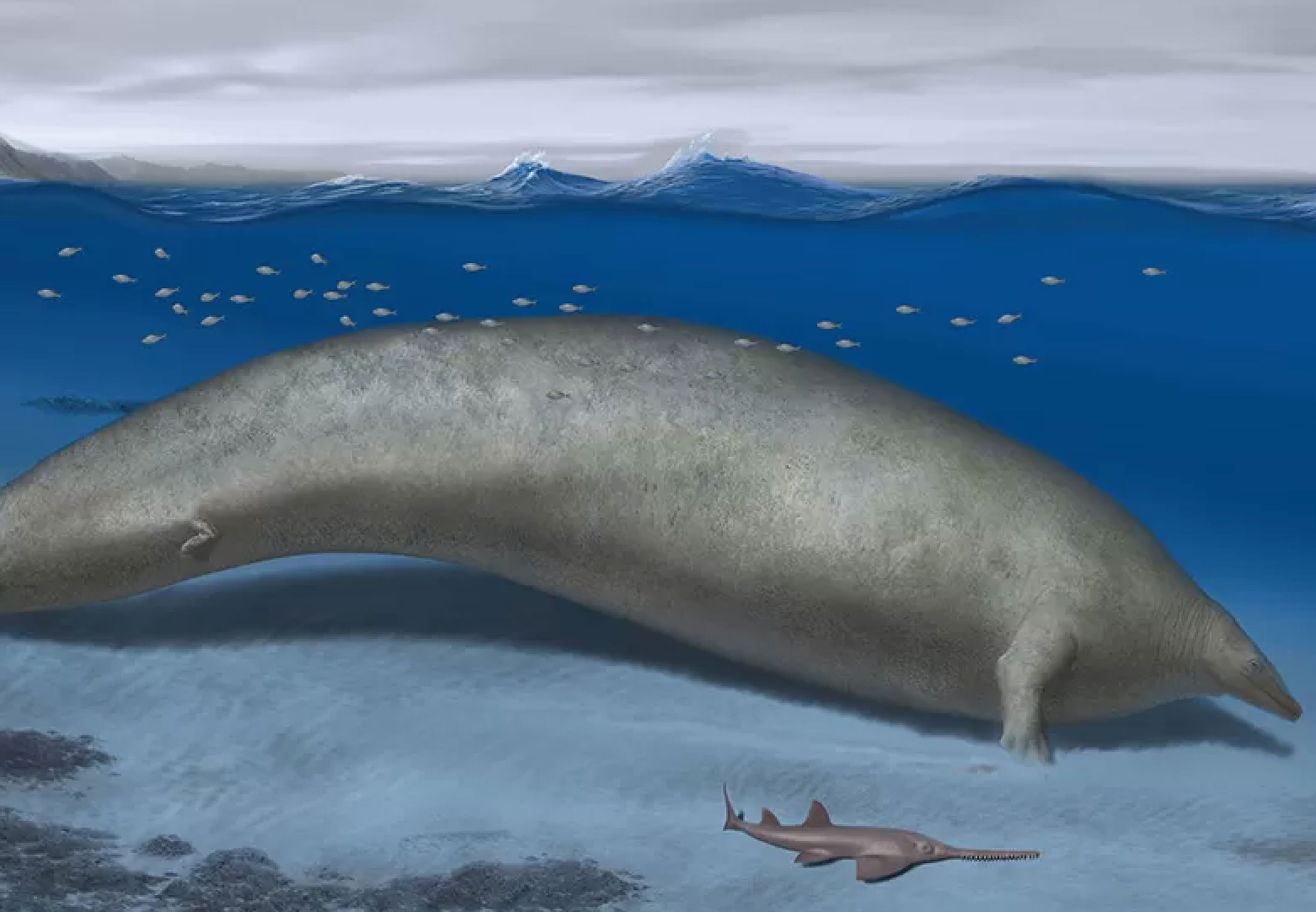 39 miljoen jaar oude walvis was mogelijk grootste dier ooit | wibnet.nl