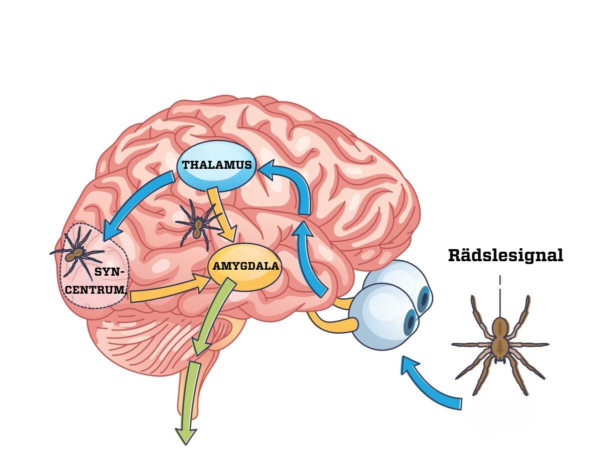 Amygdala – så styr hjärnan din rädsla | illvet.se