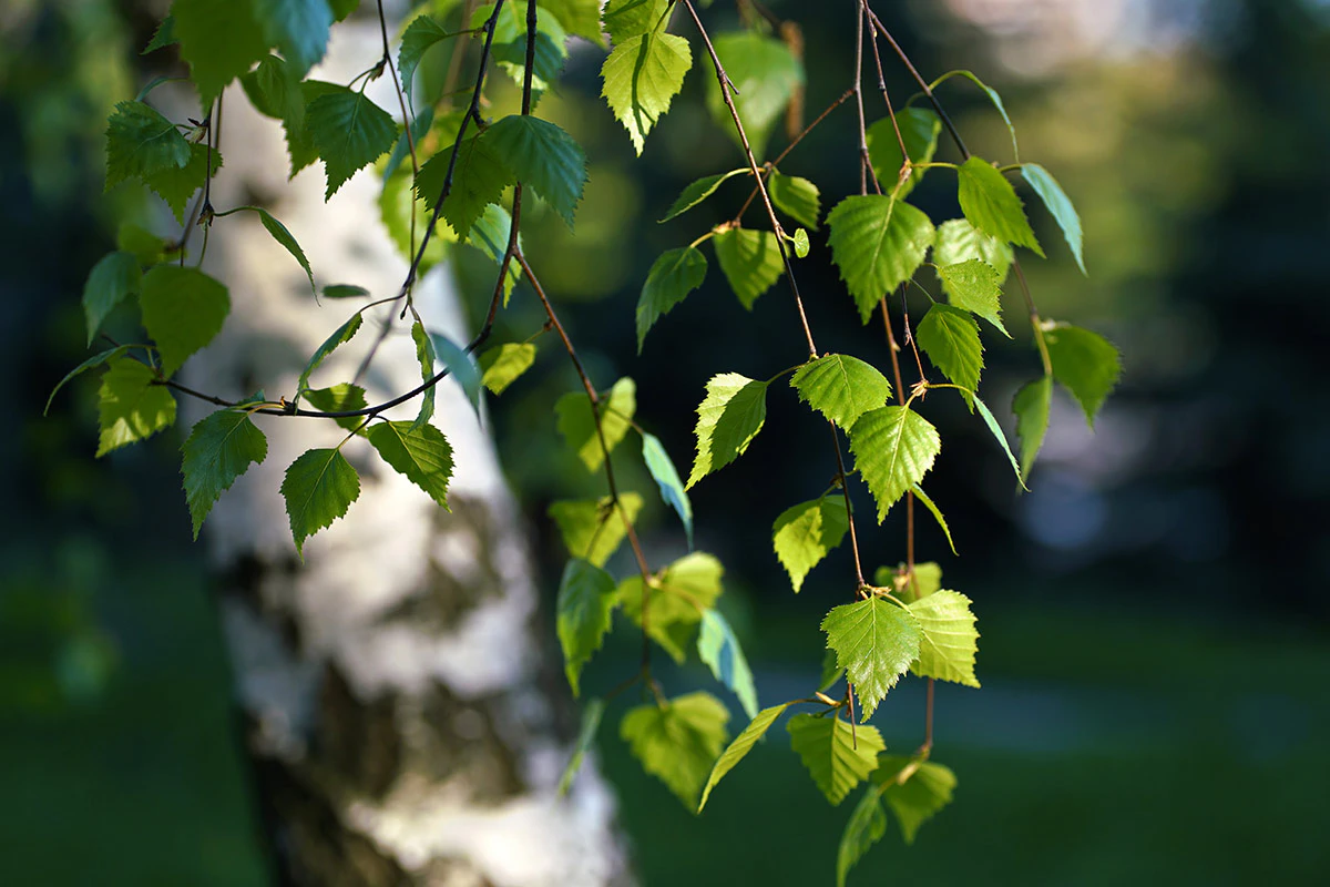 Varför har trädens blad olika former? | illvet.se