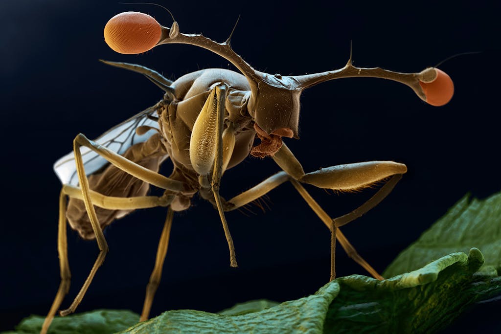 Eye Fly Insect The world is teeming with odd flies | scienceillustrated.com