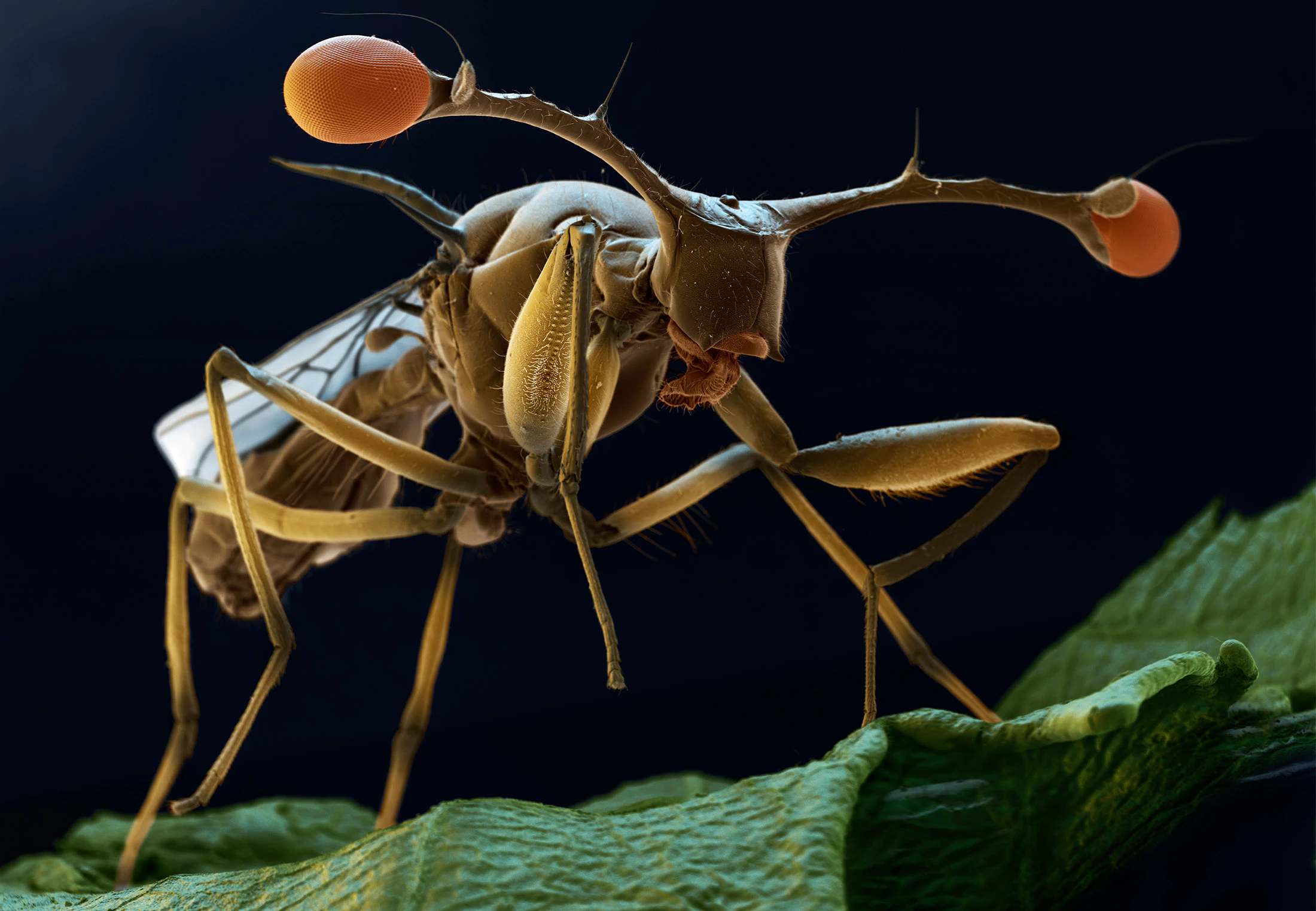 The world is teeming with bizarre flies | scienceillustrated.com