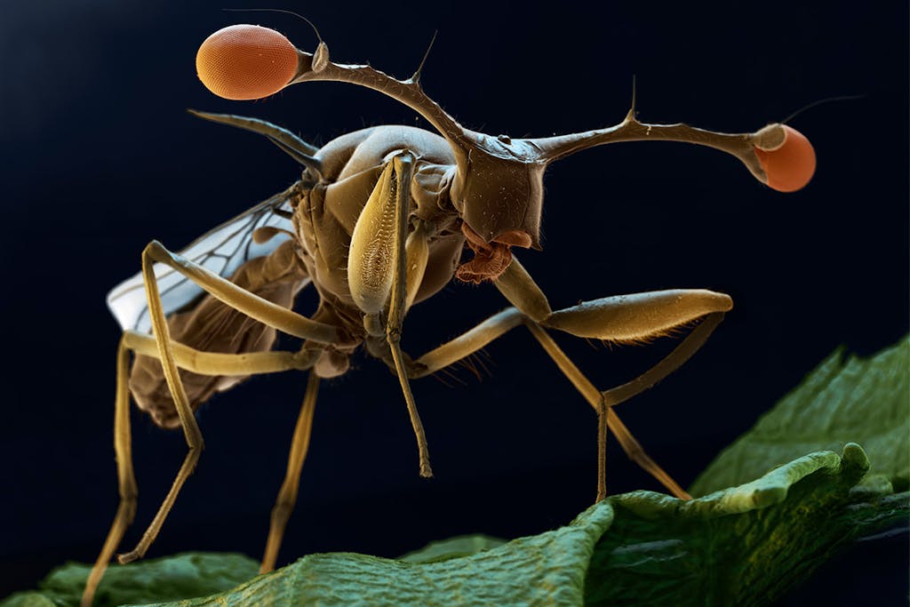 bisarra flugor teaser bisarra flugor teaser