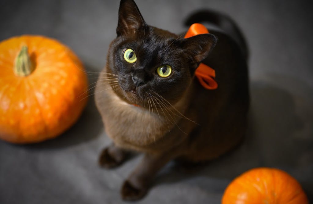 Hur gammal blir en katt? illvet.se