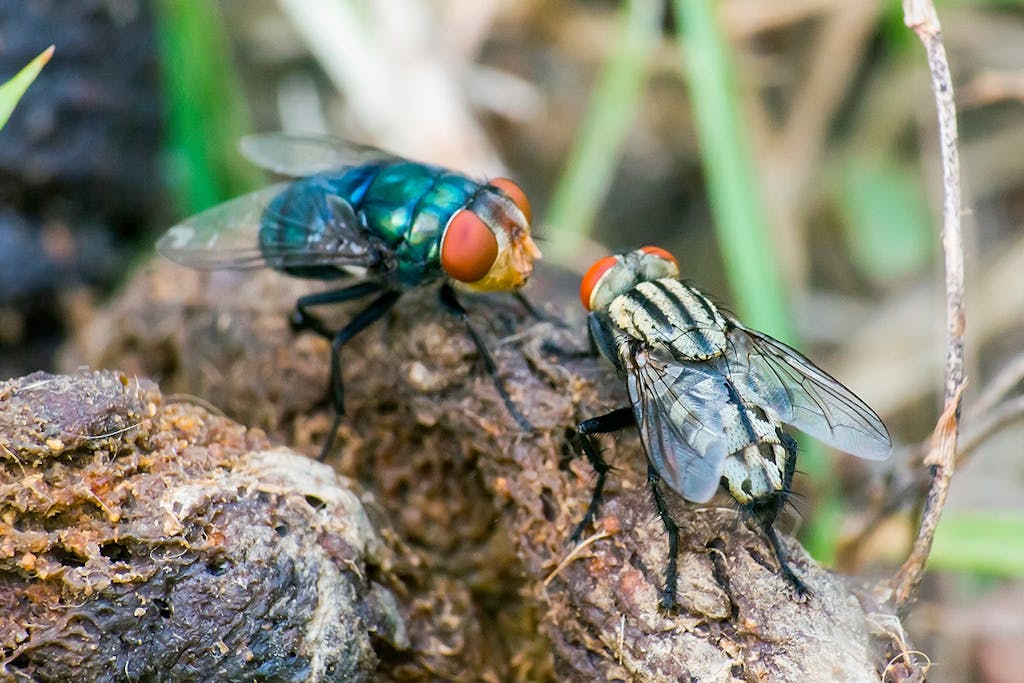 Flies are the new climate heroes | scienceillustrated.com
