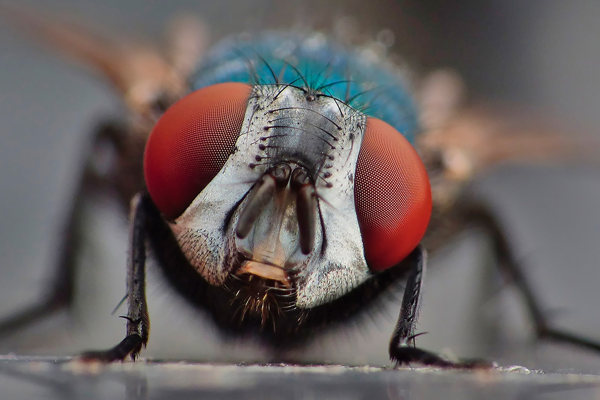 The world is teeming with bizarre flies | scienceillustrated.com
