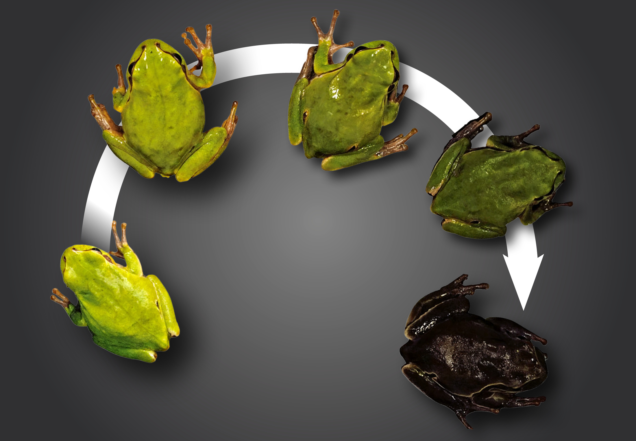 Hvor hurtigt går evolutionen? | scienceillustrated.com