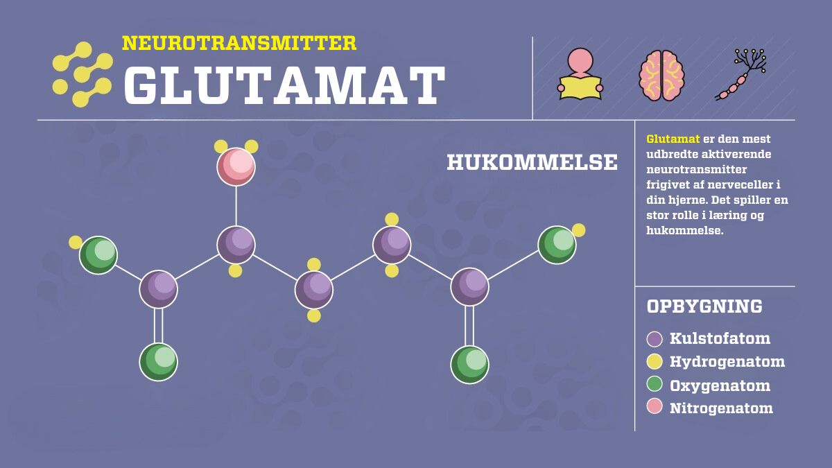 glutamat-hjernens-aktiverende-neurotransmitter-illvid-dk