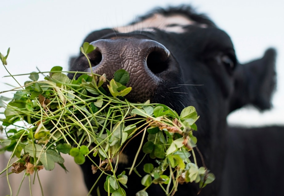 Biz porno kompilyatsiyani tomosha qildik Qattiq külotlarda sexy eshaklar