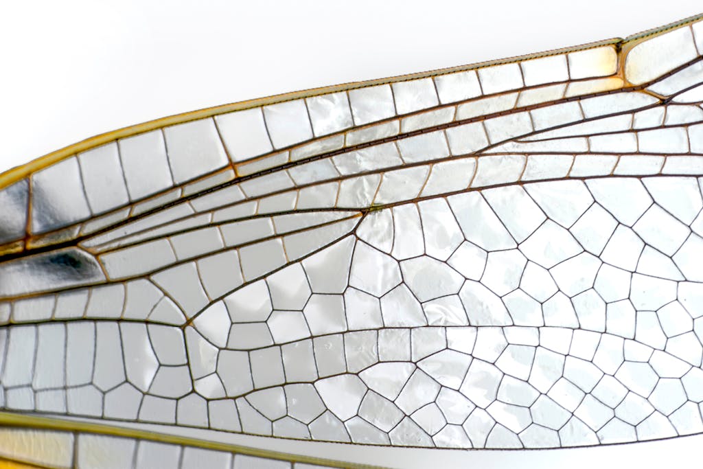 Insects invented nature's best tricks | scienceillustrated.com