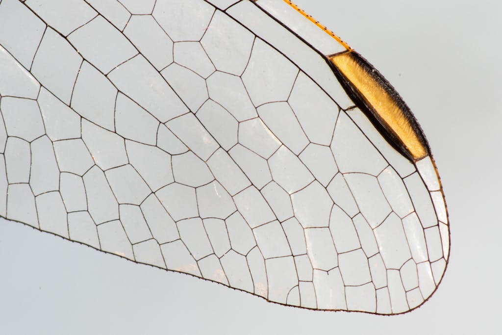 Insects invented nature's best tricks | scienceillustrated.com