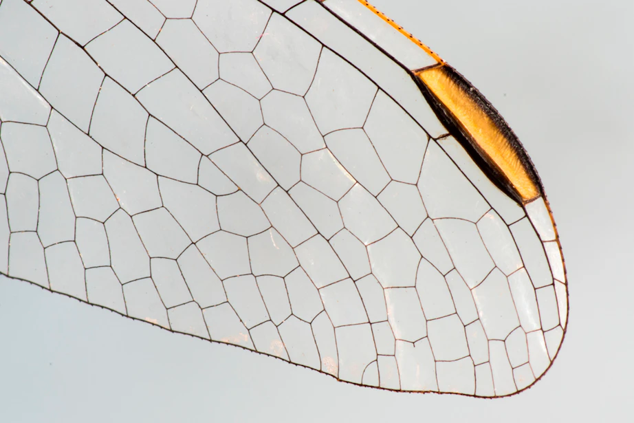 Lift Insect Clever insects invented nature's best tricks | scienceillustrated.com