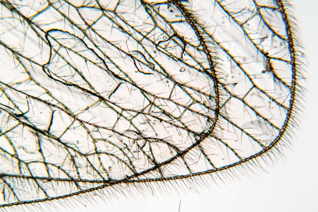 Insects invented nature's best tricks | scienceillustrated.com