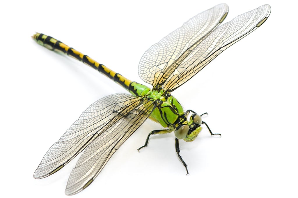 Insects invented nature's best tricks | scienceillustrated.com