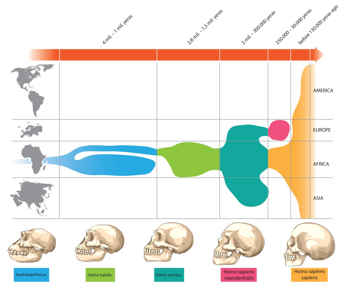 Homo sapiens - det overlevende menneske | illvid.dk
