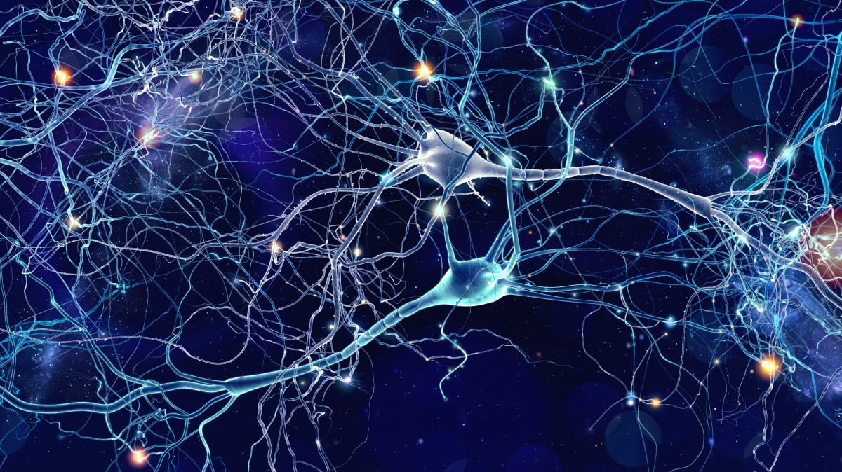 Hvad er en synapse? | illvid.dk