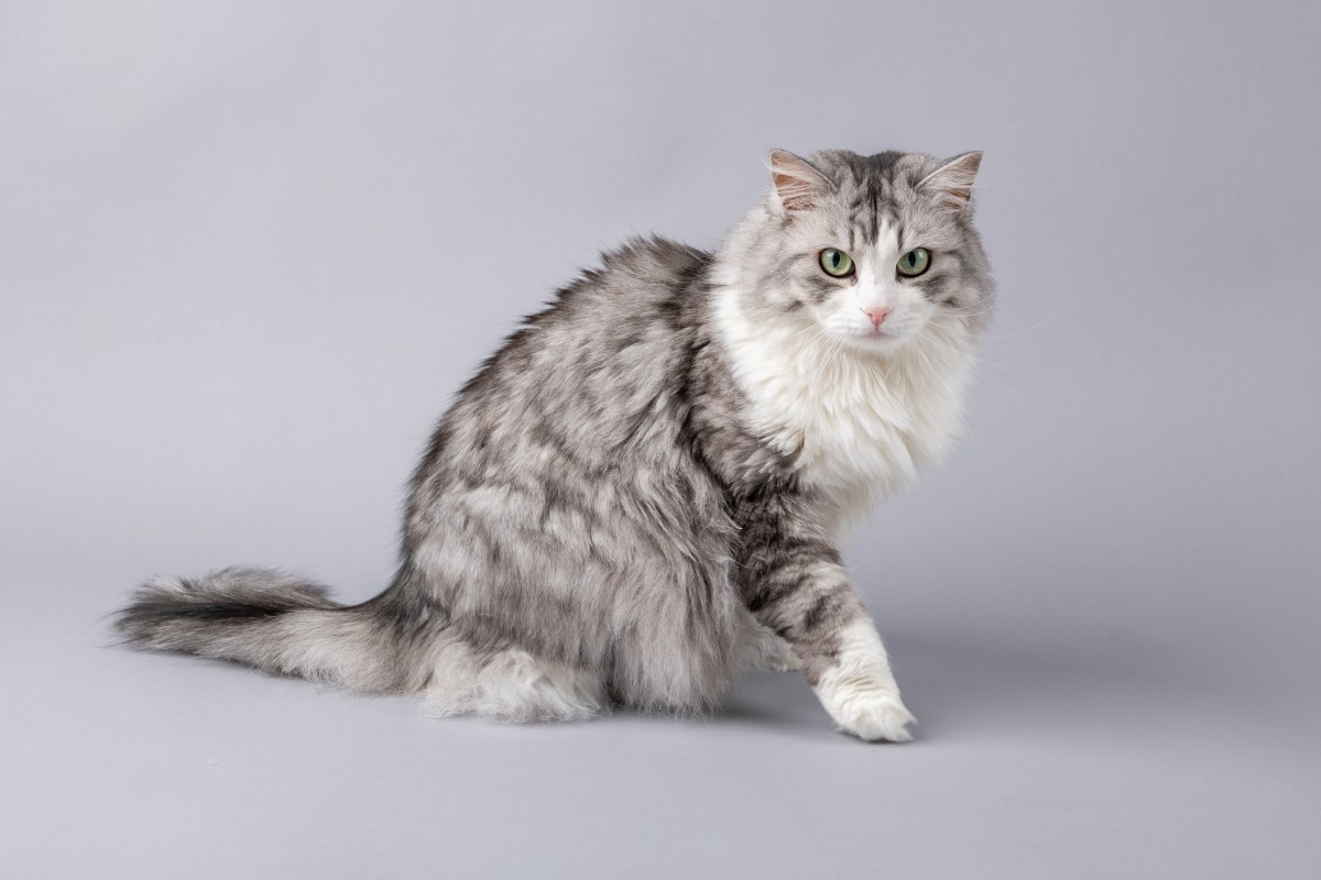 Hvor gammel bliver en kat? | illvid.dk