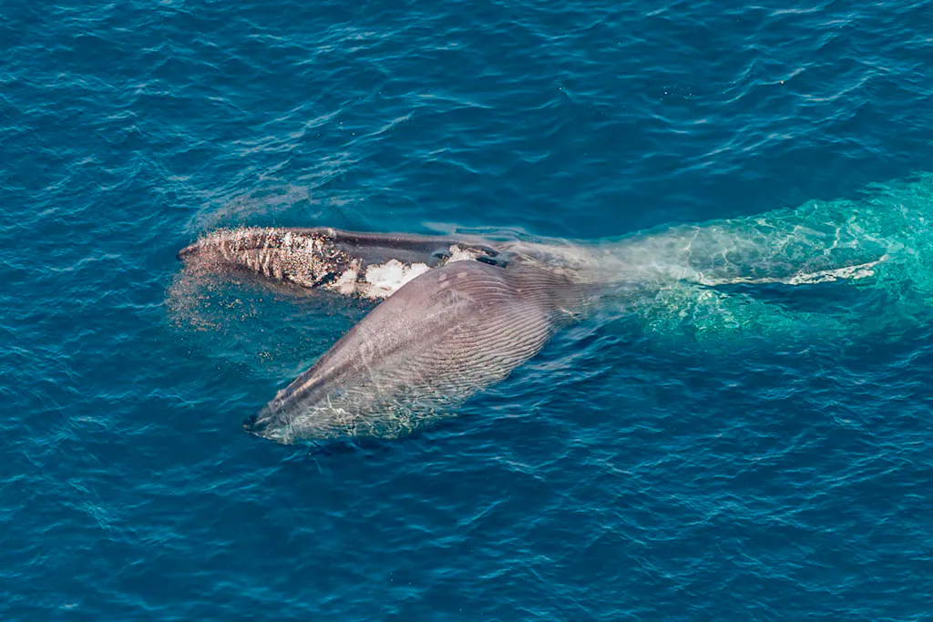 Geheim van blauwe vinvis ontrafeld: Dit is het recept voor een reus