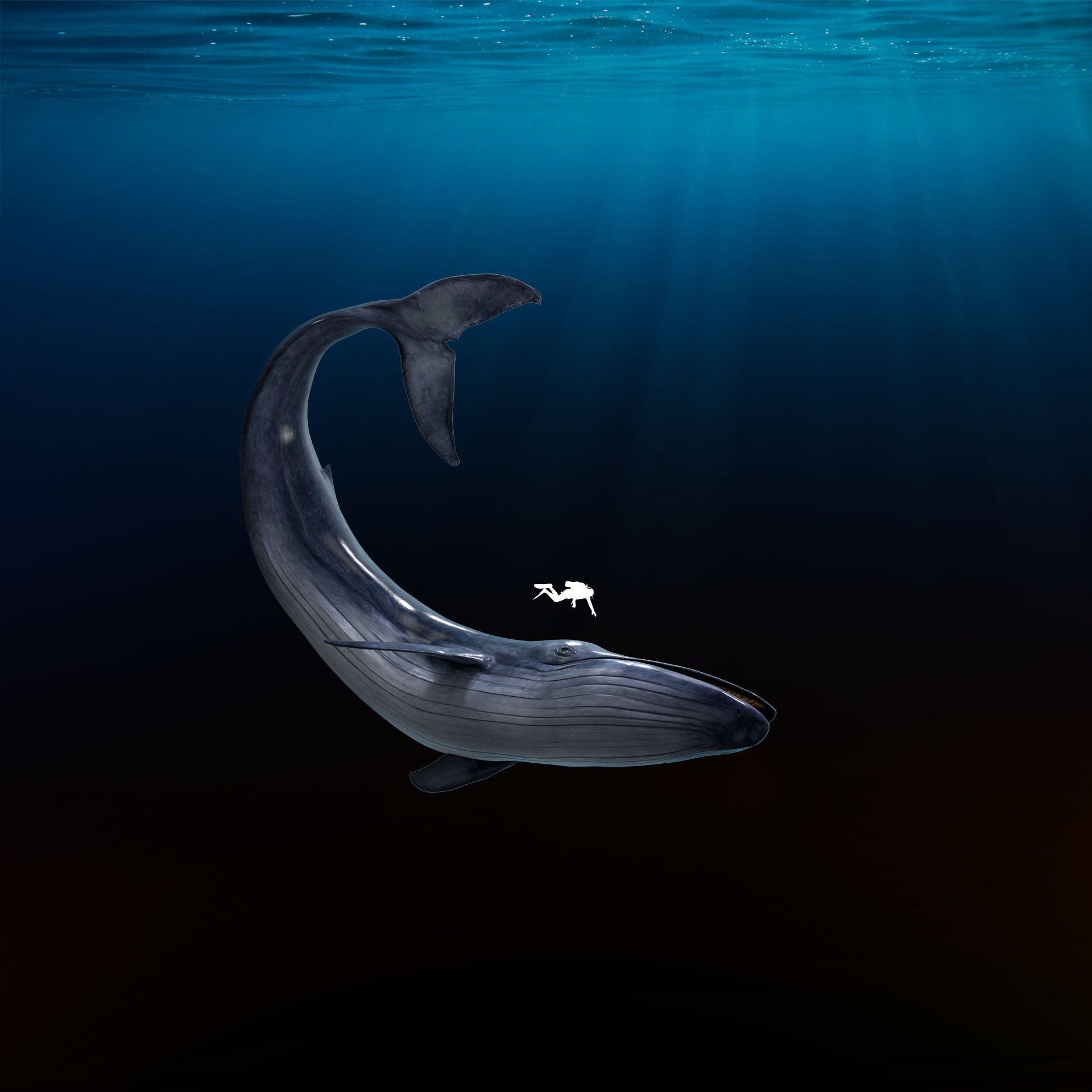 Geheim van blauwe vinvis ontrafeld: Dit is het recept voor een reus