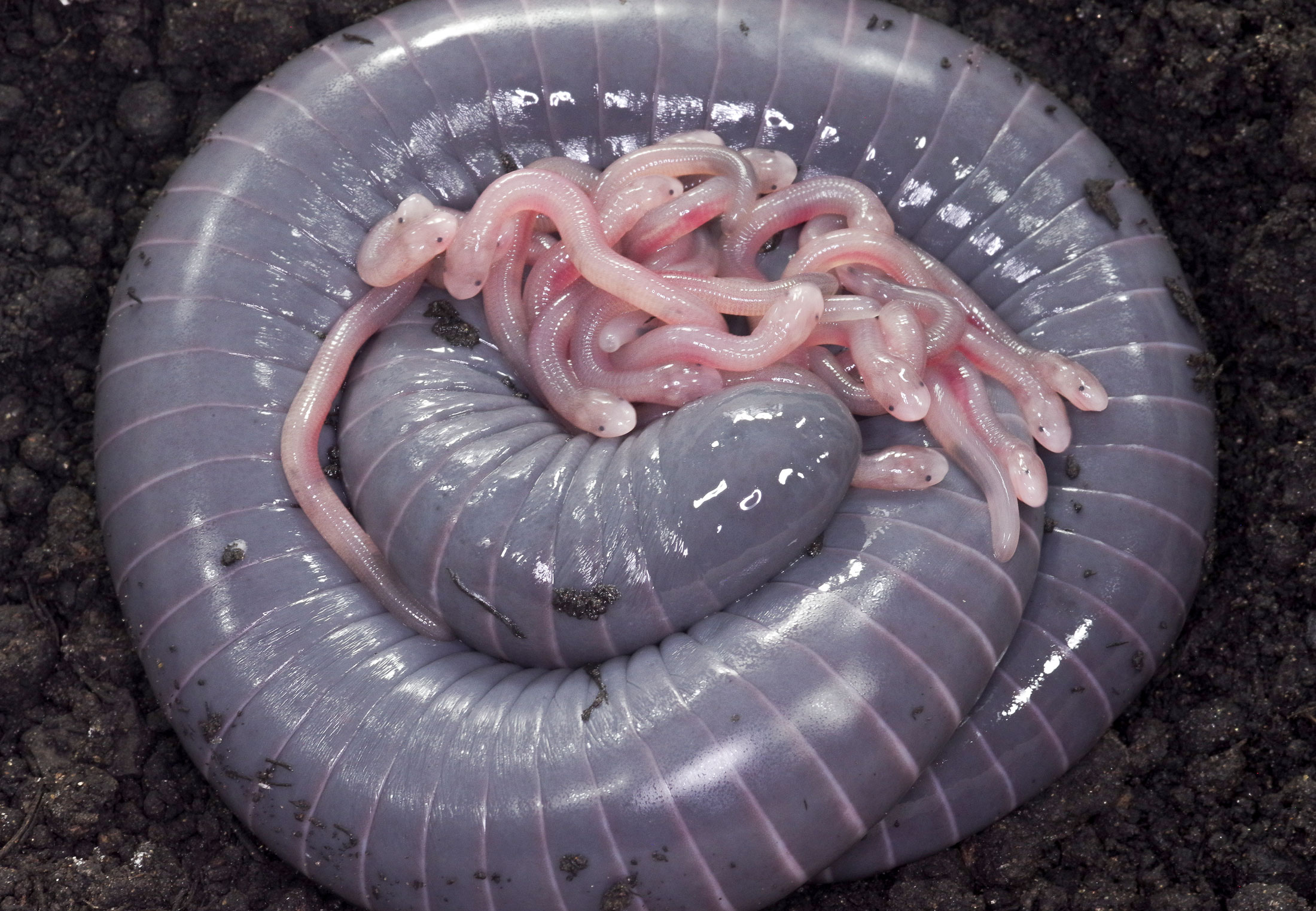 Watch the video: amphibian produces milk from its bum and lets its ...