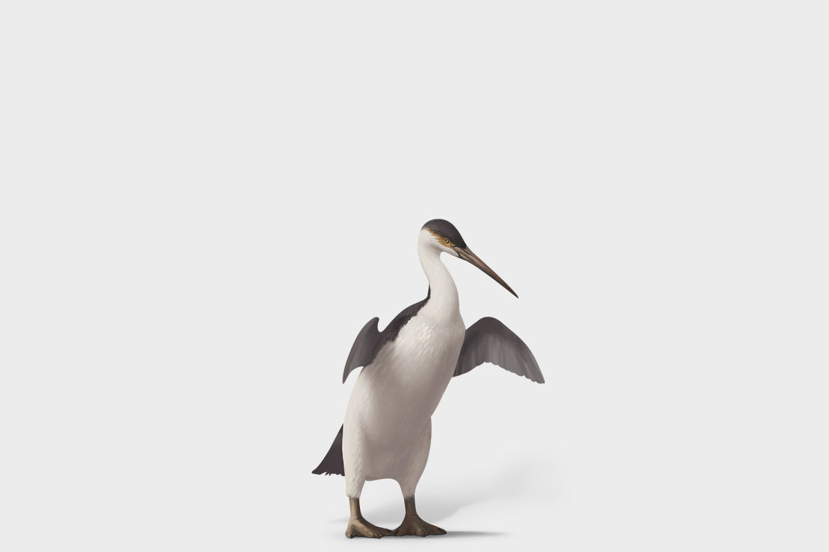 Penguins took advantage of dinosaur extinction: first bird in the water ...