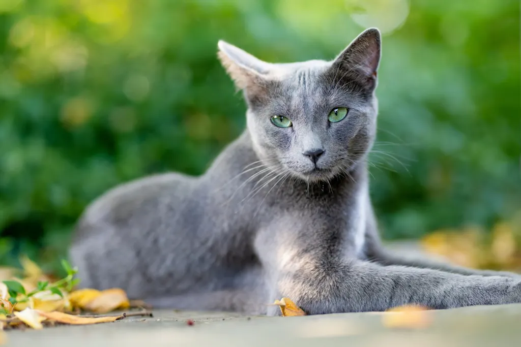Hur gammal blir en katt? | illvet.se