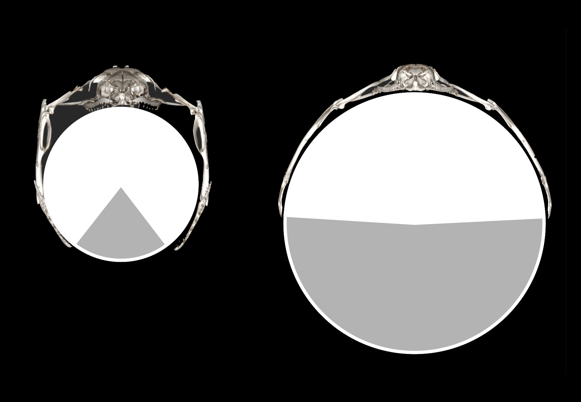 Rachel Roxxx onlayn porno