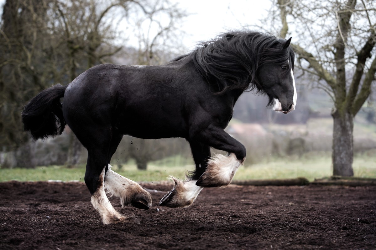 Grootste paard ter wereld woog 1,5 ton | wibnet.nl