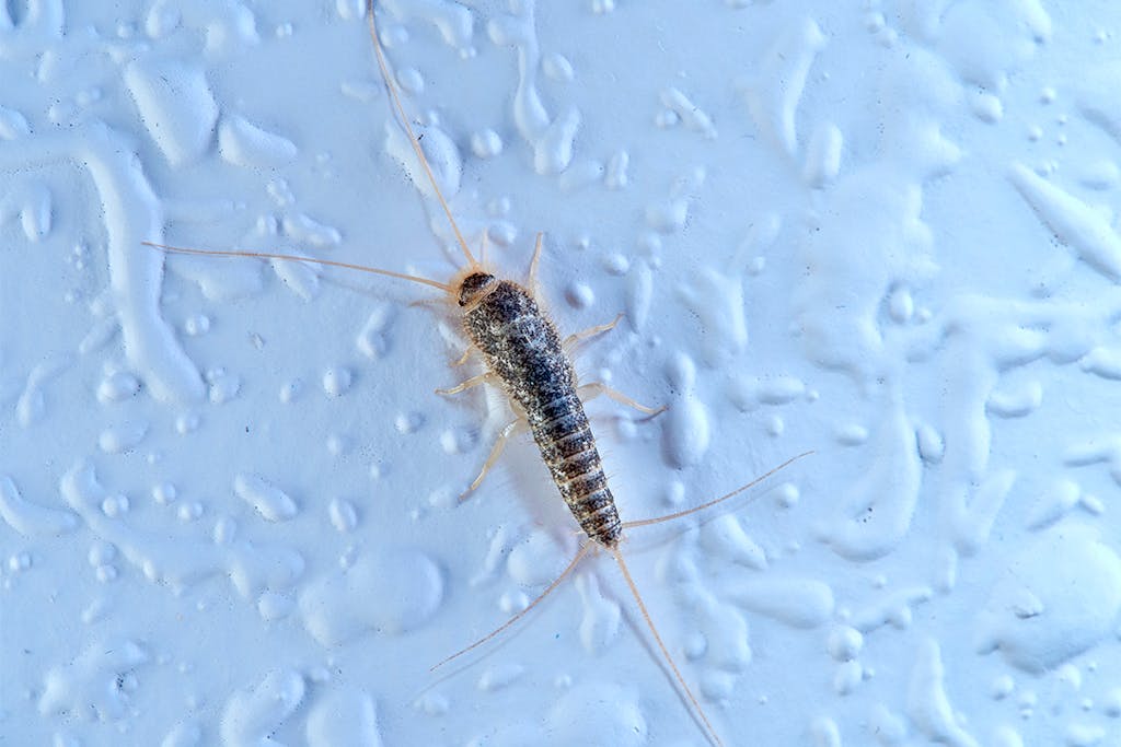 What you need to know about grey silverfish | scienceillustrated.com