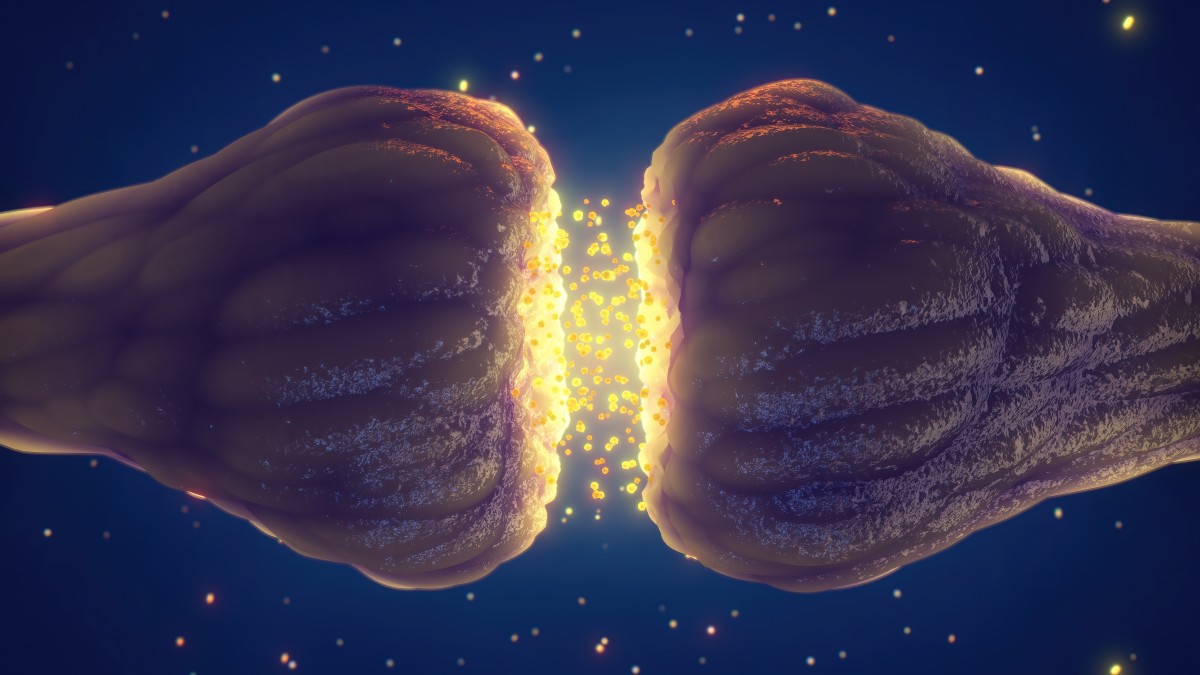 Synapse Overgangen Mellem Nerveceller Illvid dk