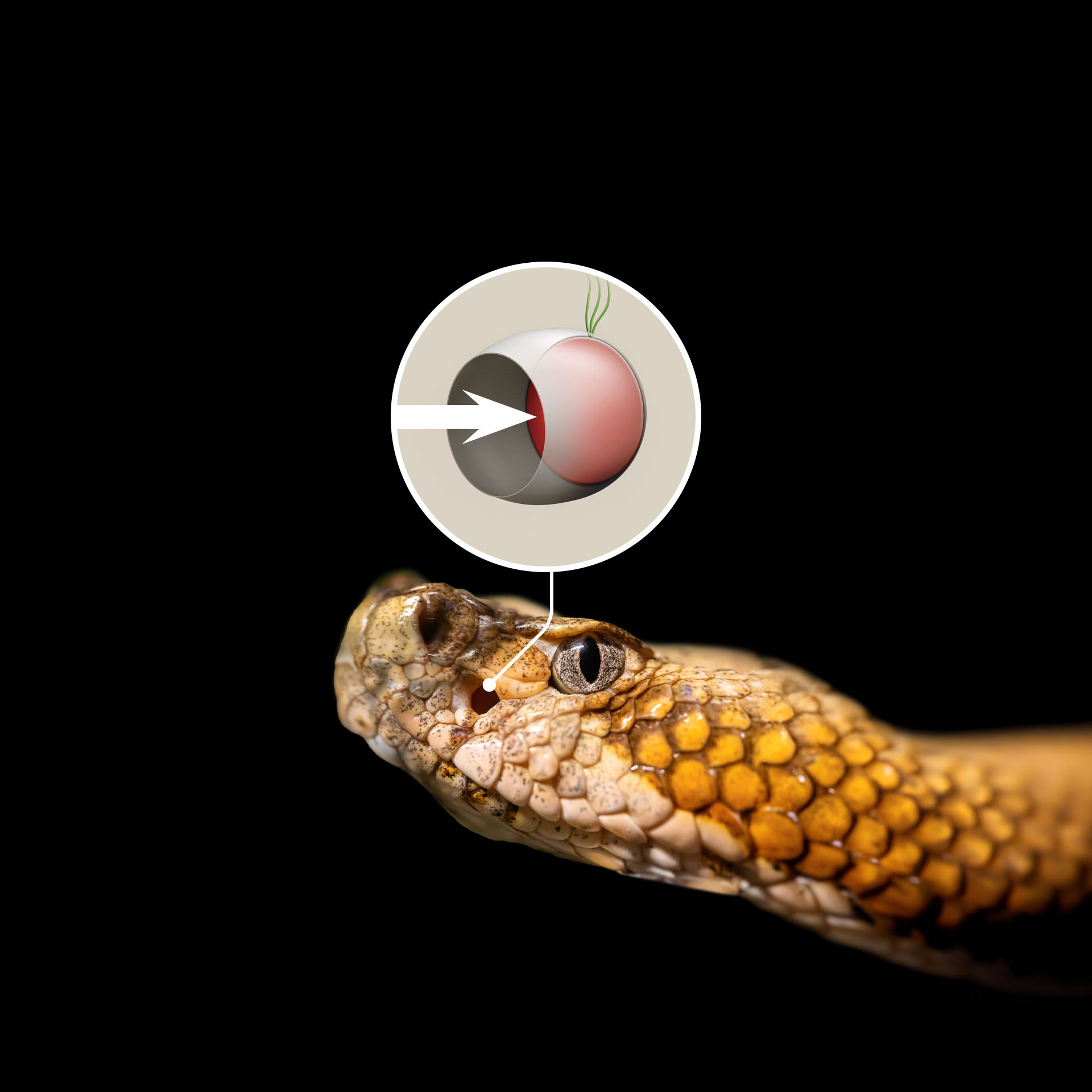 The deadliest snakes are designed to kill | scienceillustrated.com