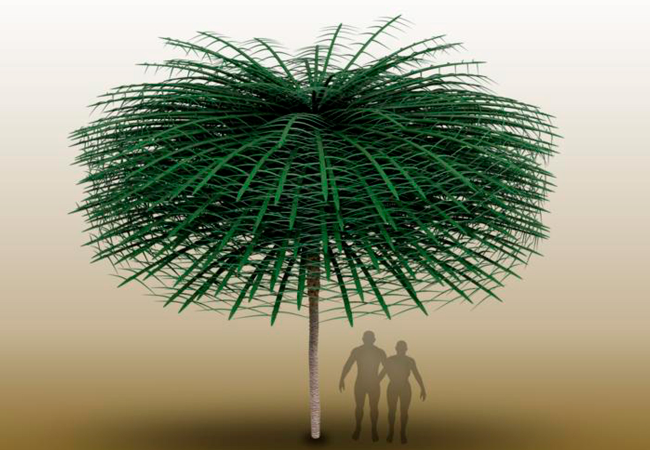 Fossil av förhistorisk växt liknar inga nutida träd | illvet.se